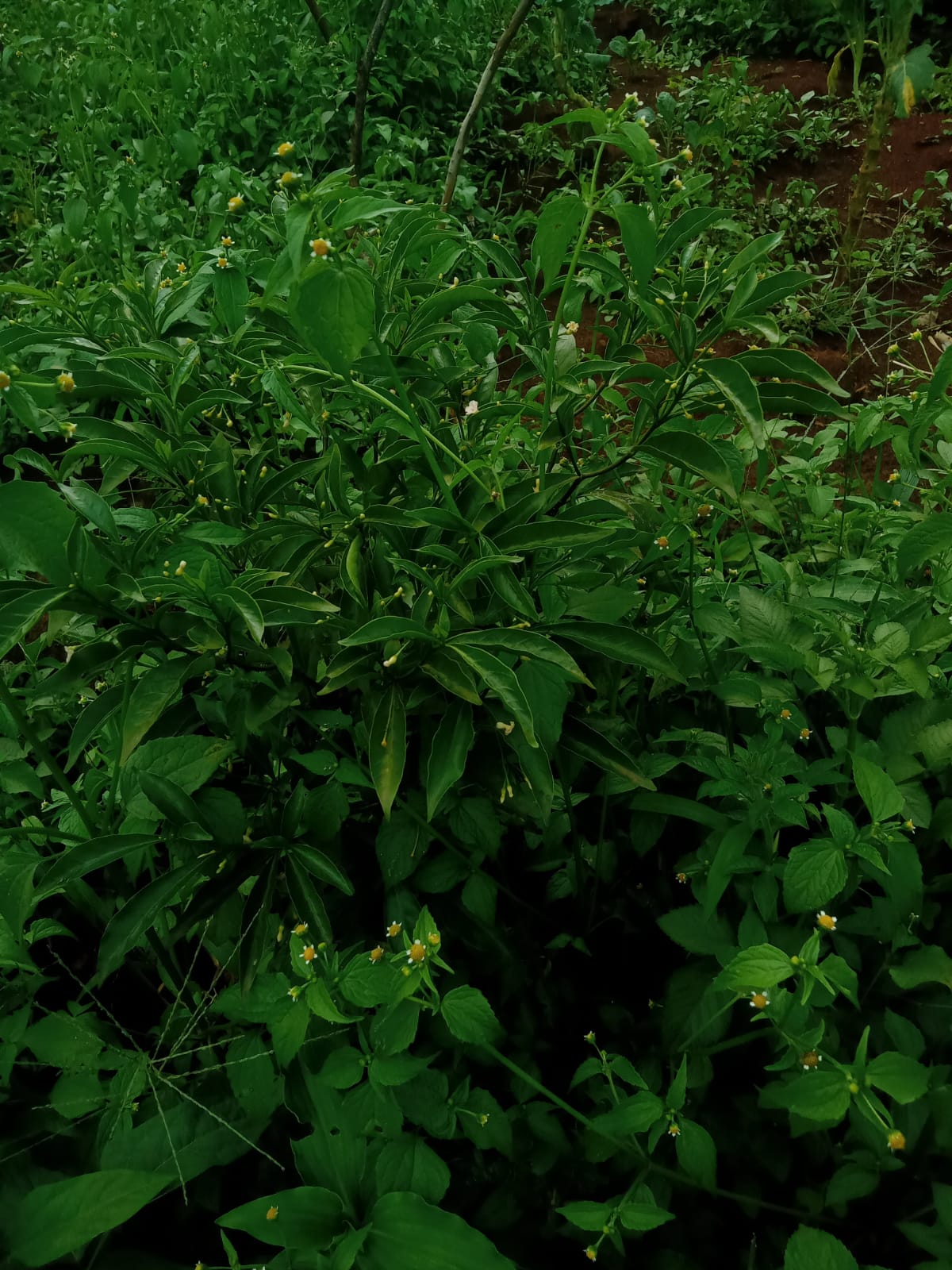 Growing Iboga in Kenya