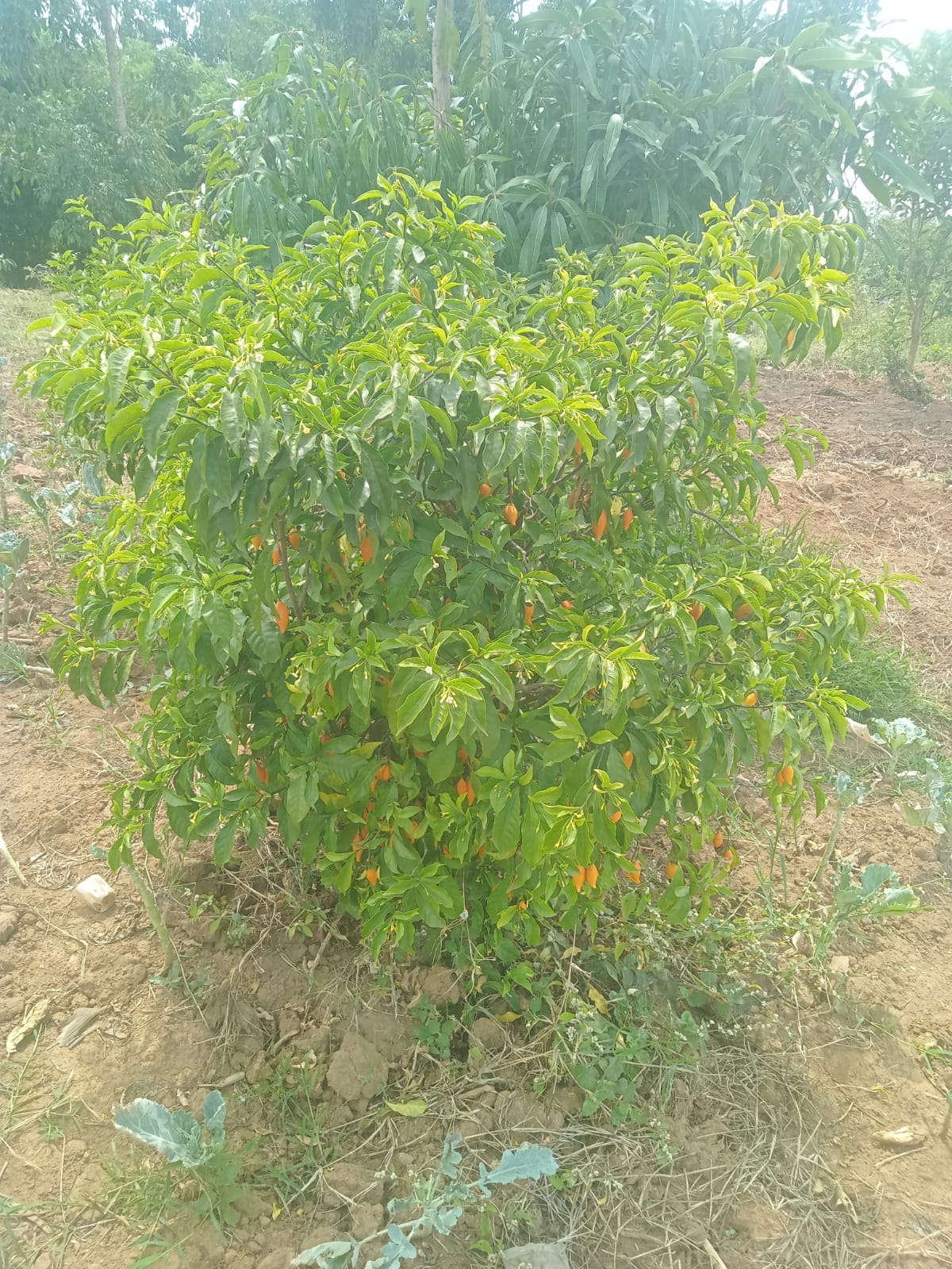 Growing Iboga in Kenya