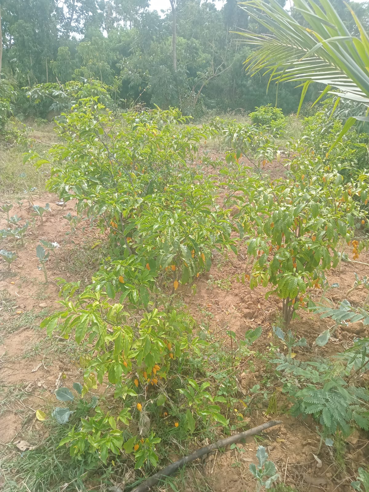 Growing Iboga in Kenya