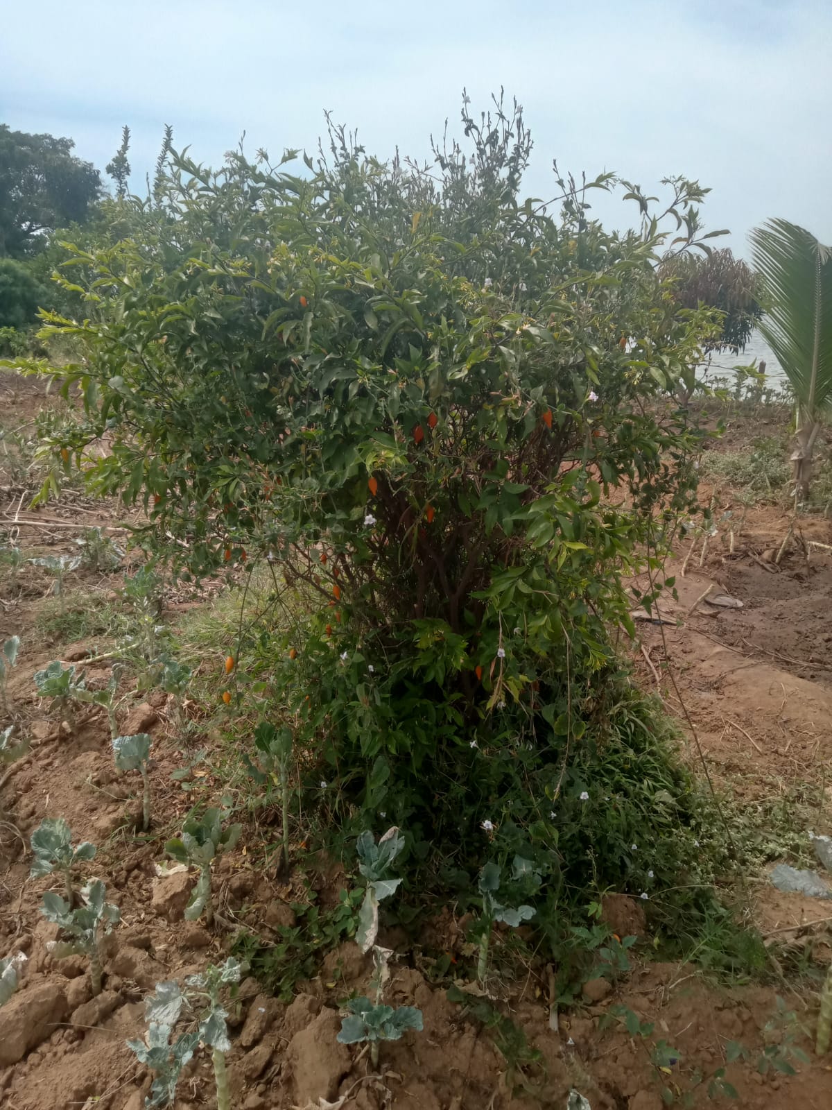 Growing Iboga in Kenya