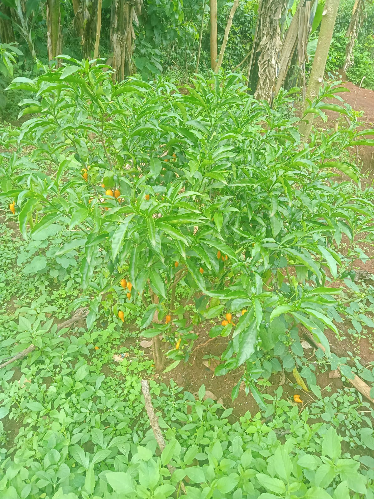 Growing Iboga in Kenya