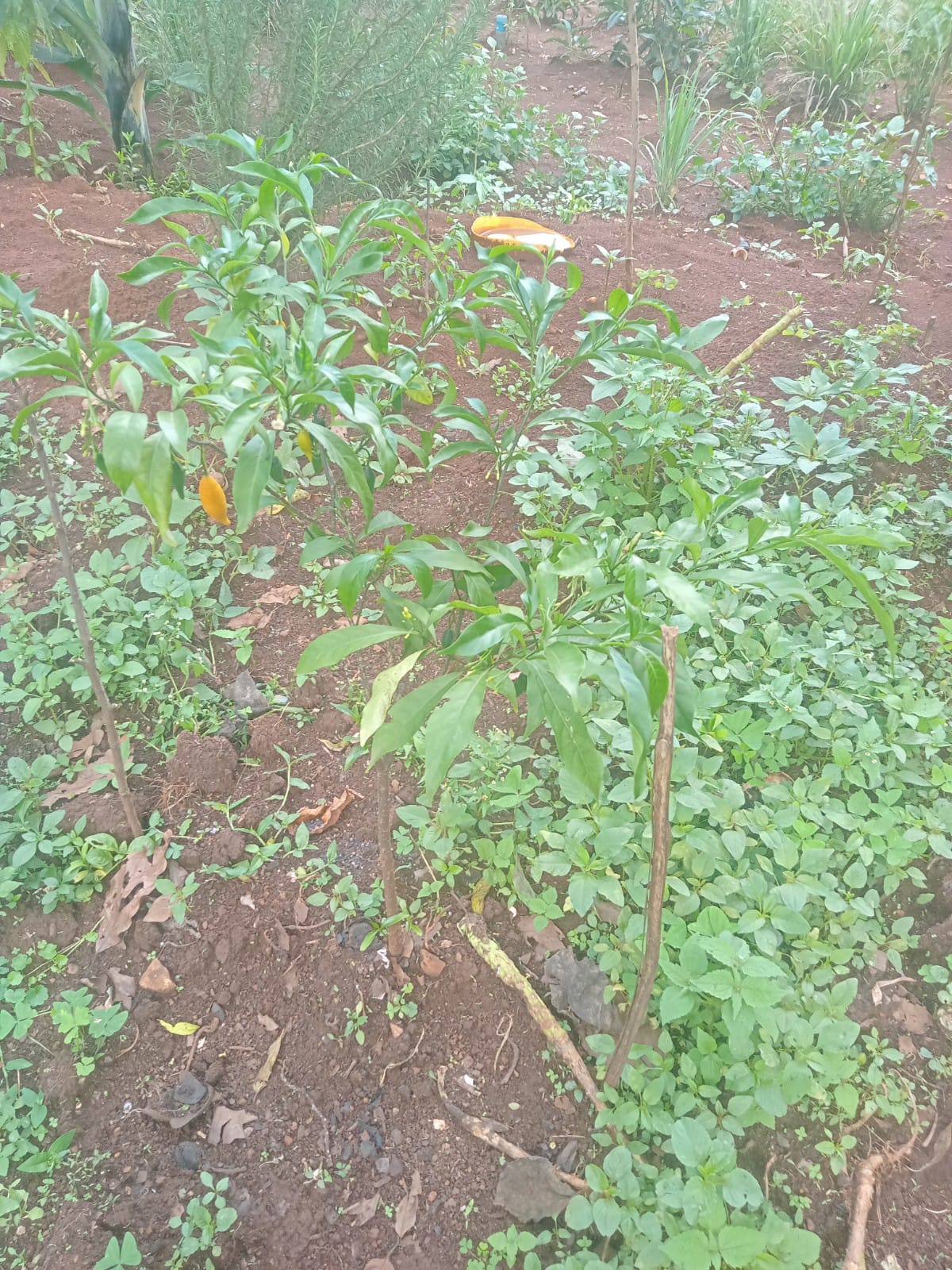 Growing Iboga in Kenya