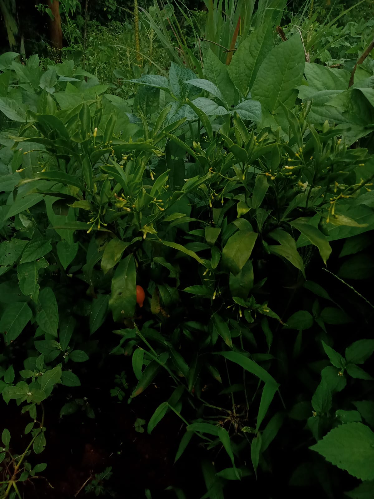 Growing Iboga in Kenya