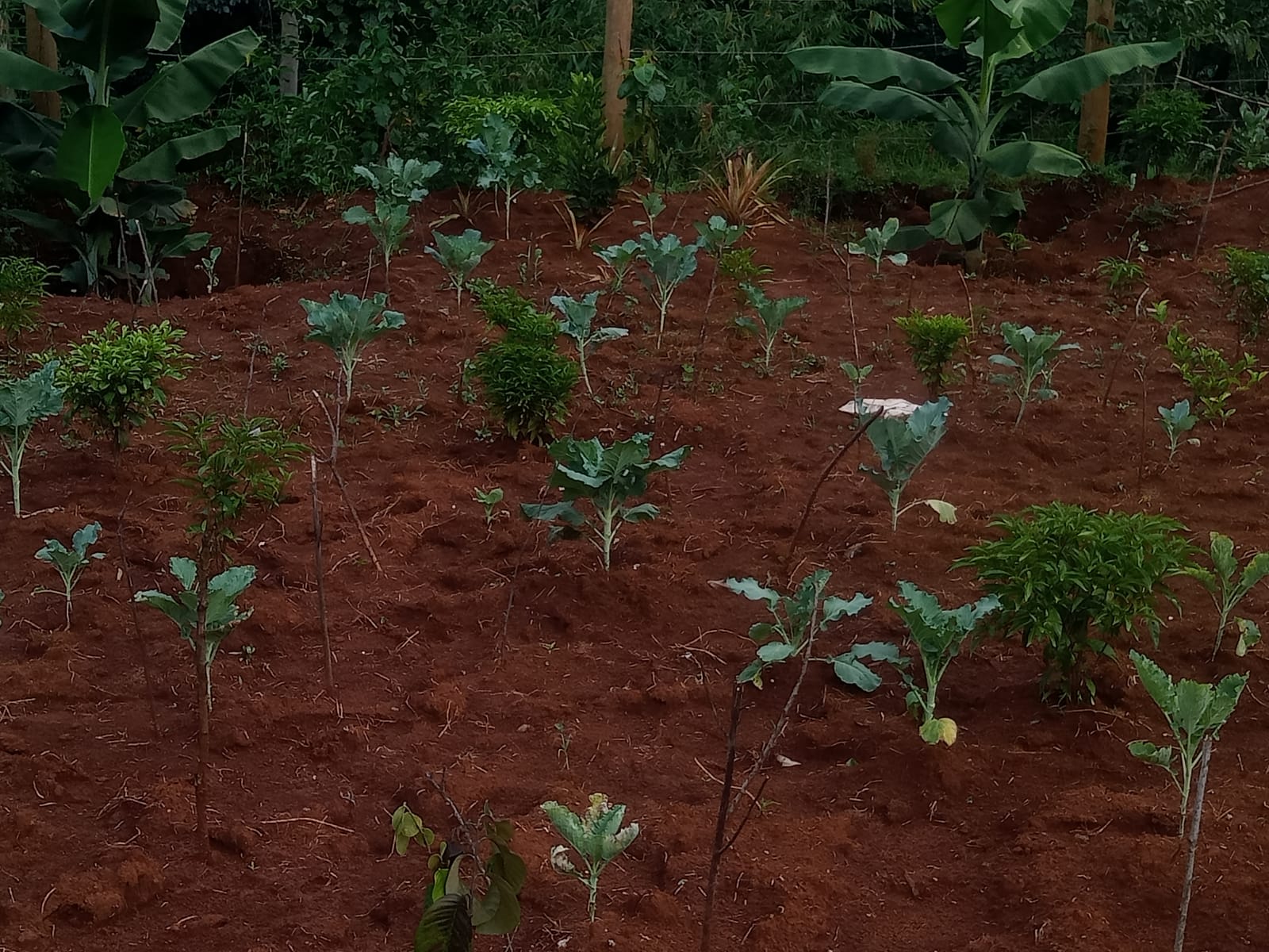 Growing Iboga in Kenya