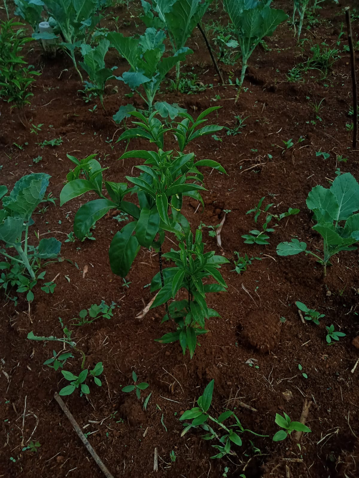 Growing Iboga in Kenya