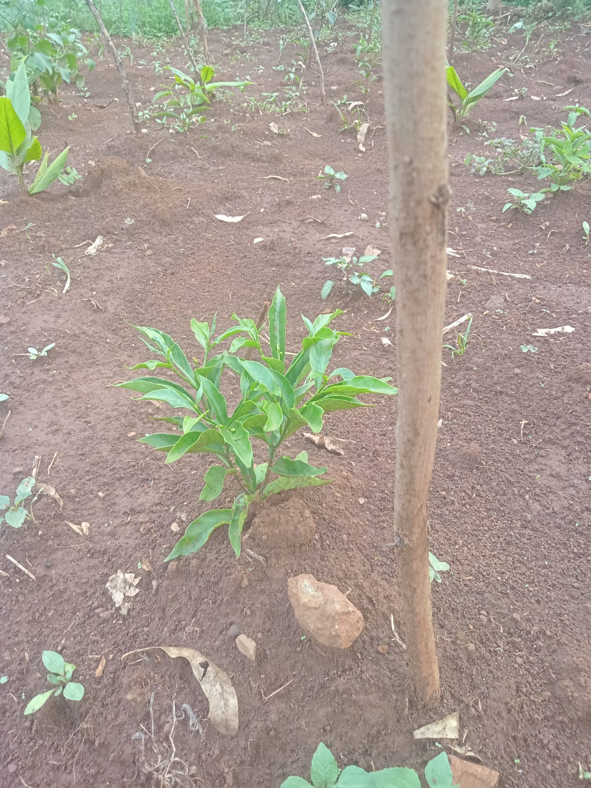 Growing Iboga in Kenya