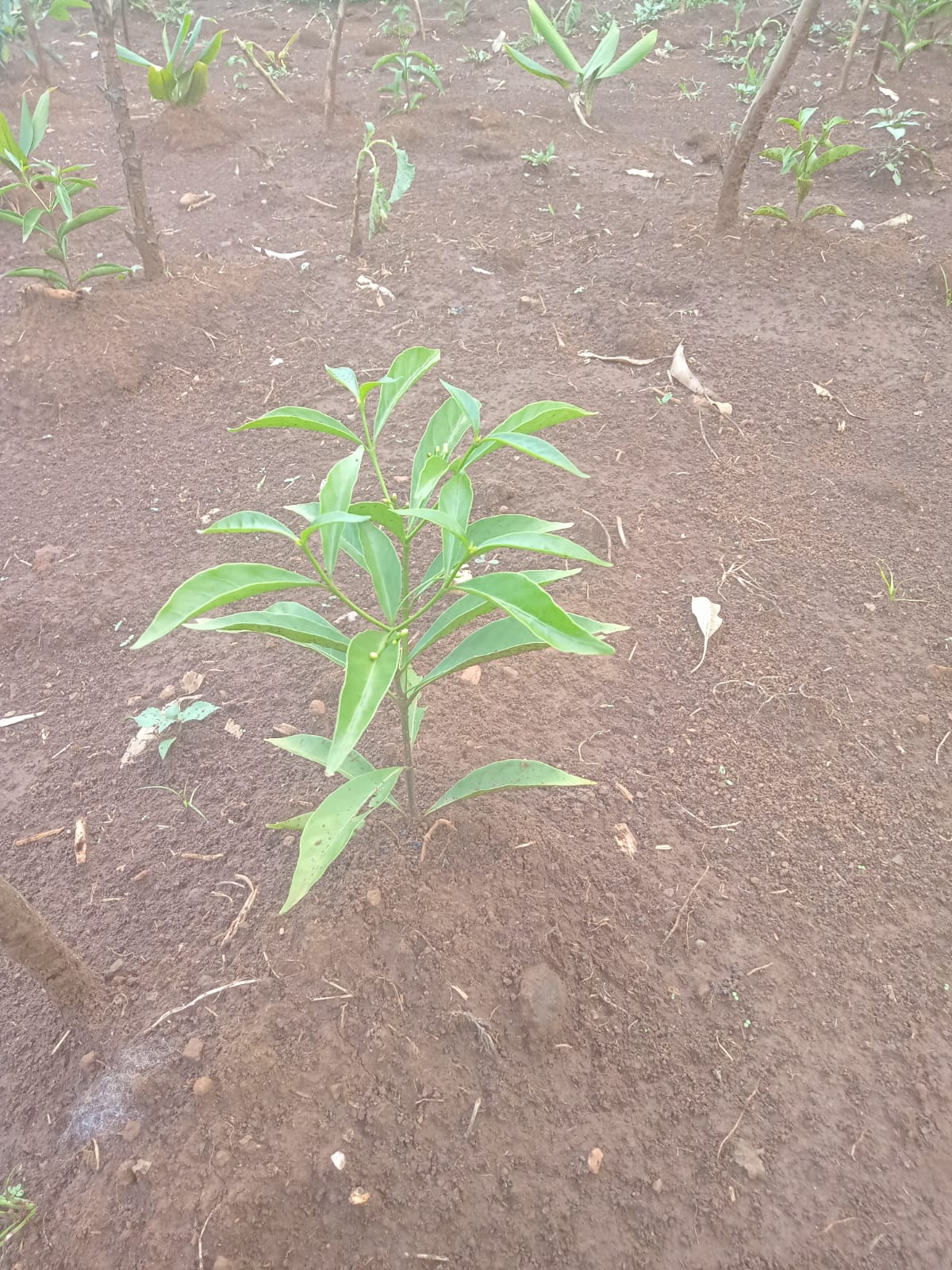 Growing Iboga in Kenya