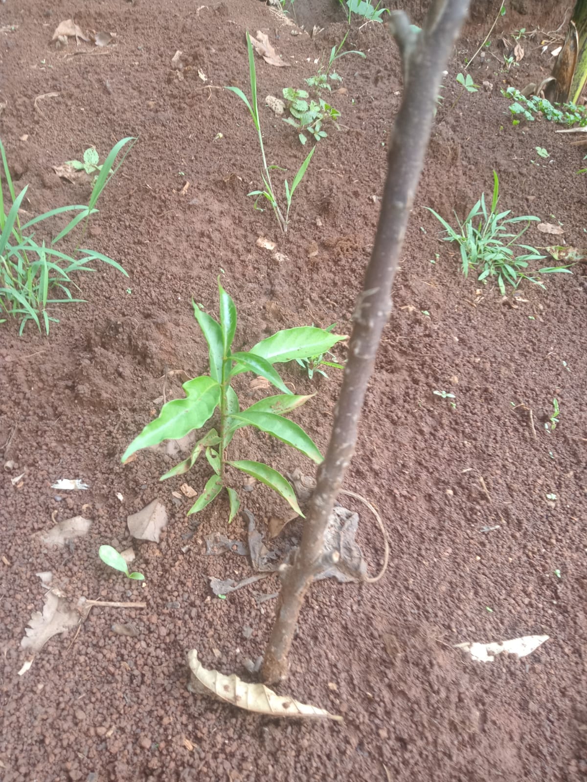 Growing Iboga in Kenya