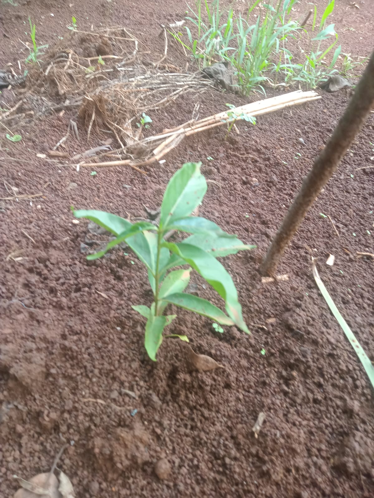 Growing Iboga in Kenya