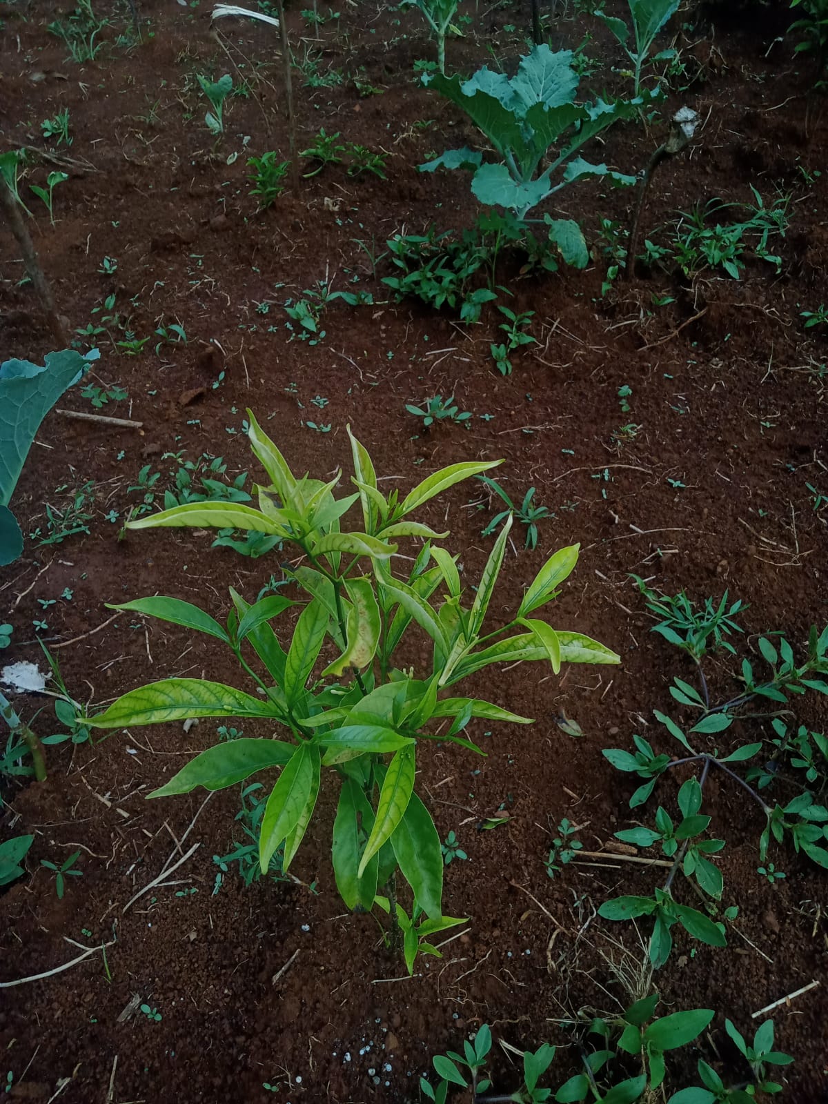 Growing Iboga in Kenya